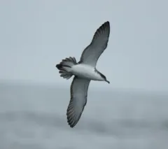 Buller's Shearwater thumbnail 2