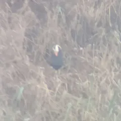 Tufted Puffin thumbnail 3