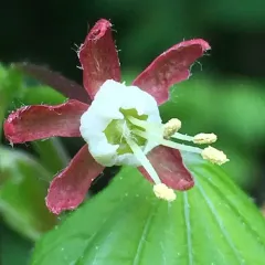 Vine Maple thumbnail 1