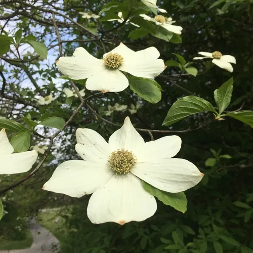 Pacific Dogwood