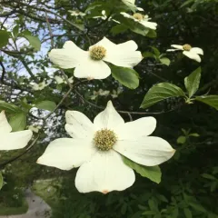 Pacific Dogwood thumbnail 1