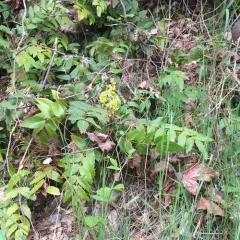 Cascade Oregon-grape thumbnail 2