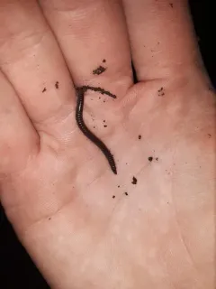 Sickle Tailed Millipede thumbnail 3