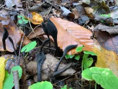 deceptive earthtongue thumbnail 2