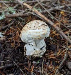 Smith's Amanita thumbnail 3
