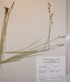 Shortbeak Sedge thumbnail 2