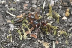 Meriola californica thumbnail 4