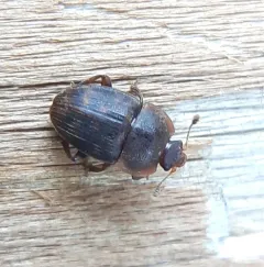 Stelidota octomaculata thumbnail 1