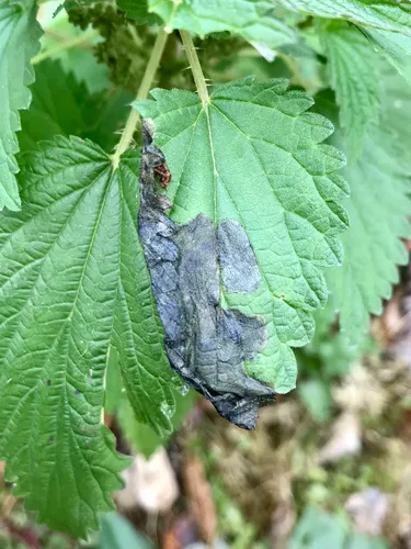 Agromyza reptans