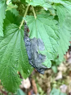 Agromyza reptans thumbnail 1