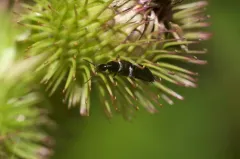 Philonthus varians thumbnail 3