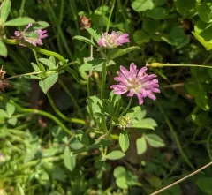 Reversed clover thumbnail 1
