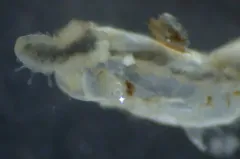 Phyllochaetopterus prolifica thumbnail 2