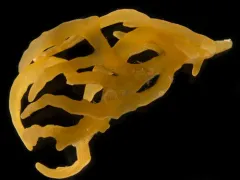 Alcyonidium pedunculatum thumbnail 3
