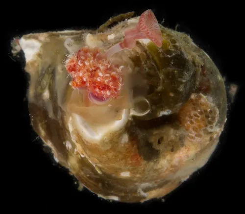 Irregular Calcareous Tubeworm