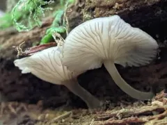 Hydropus marginellus thumbnail 2