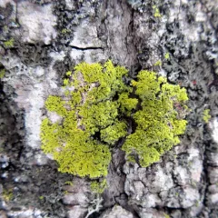 Fringed Candleflame Lichen thumbnail 2