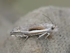 Striped Eucosma Moth thumbnail 3