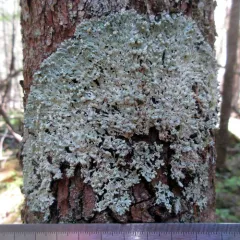 Port-hole Lichen thumbnail 4