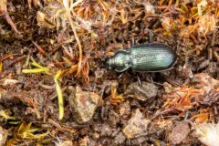 Nippononebria virescens thumbnail 3