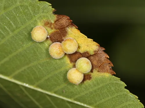 Caryomyia tuberidolium