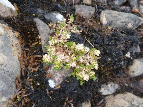 Regel's Chickweed
