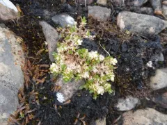 Regel's Chickweed thumbnail 1