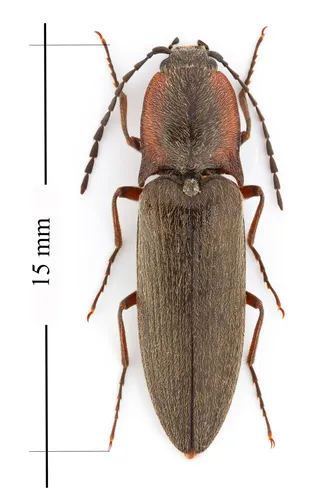 Acteniceromorphus vulneratus