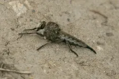 Okanagan Hammertail thumbnail 3