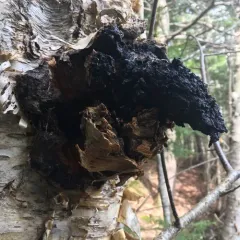 chaga thumbnail 5