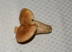 Lactarius affinis thumbnail 2