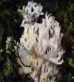 Ramaria rubiginosa thumbnail 3