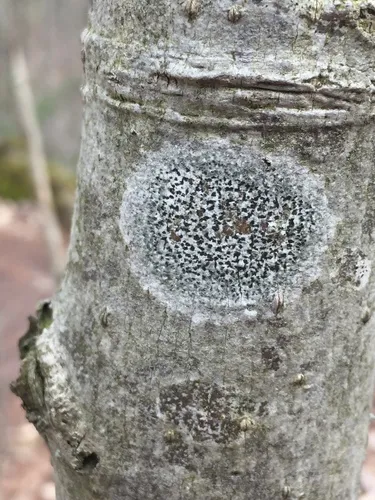 Asterisk Lichen