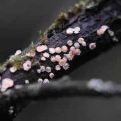 Aleurodiscus grantii thumbnail 1