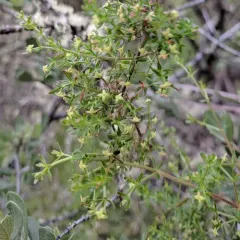 Bolander's bedstraw thumbnail 1