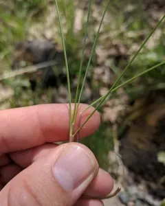 Roemer's Fescue thumbnail 1