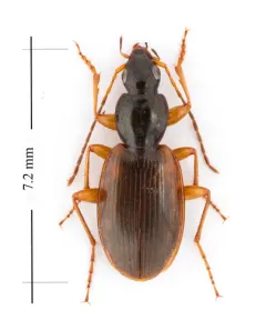 Agonum palustre thumbnail 3