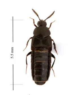 Large Minute Rove Beetle thumbnail 2