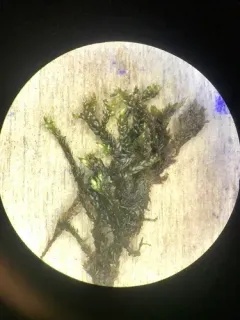 Western Brook-moss thumbnail 2