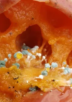 Apple blue mold thumbnail 1