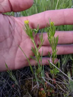 Corn buttercup thumbnail 1