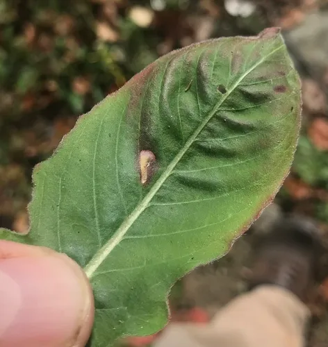 Aristotelia isopelta