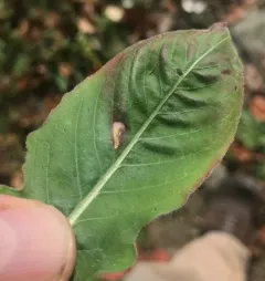 Aristotelia isopelta thumbnail 1