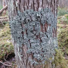 Salted Ruffle Lichen thumbnail 2