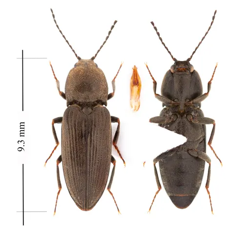 Cardiophorus convexulus