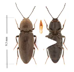 Cardiophorus convexulus thumbnail 1