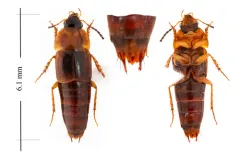 Tachinus limbatus thumbnail 2