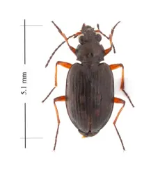 Sand-loving Bembidion Beetle thumbnail 2