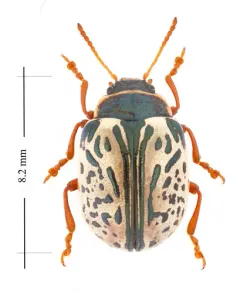 Calligrapha suturella thumbnail 3