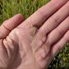 small fescue thumbnail 4